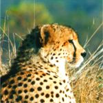 cheetah side profile